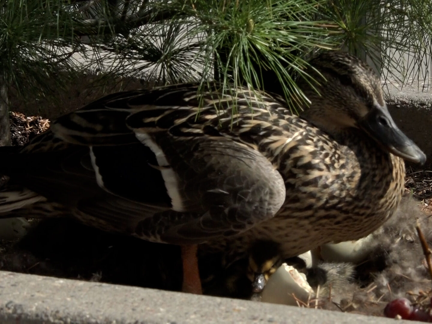 Ducklings hatch outside Frey Hall before finals week